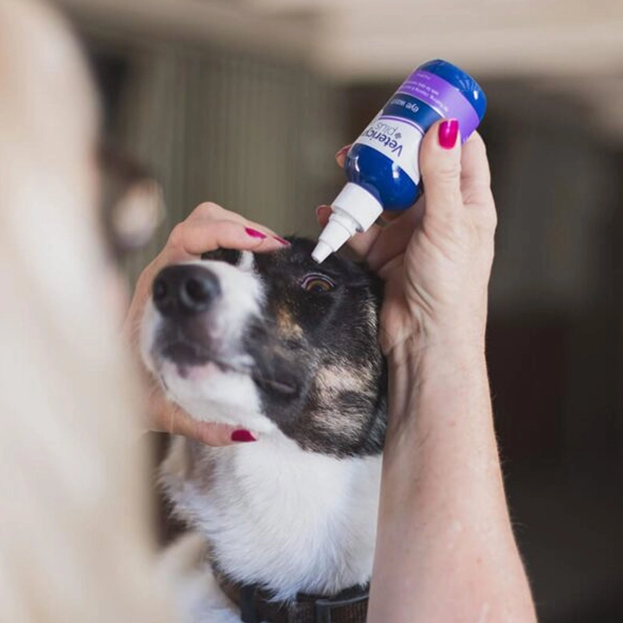 Vetericyn All Animal Eye Wash Remedy Dog Remedies